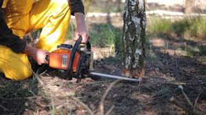 Best Grass Overseeding  in Clifton Knolls Mill Creek, NY