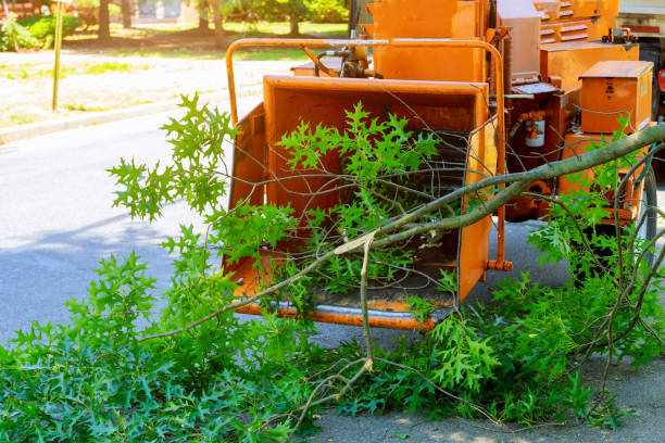 Best Tree Health Inspection  in Clifton Knolls Mill Creek, NY