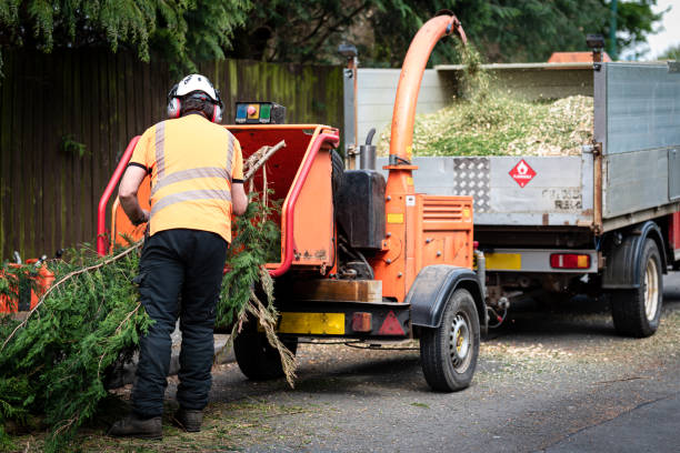 Best Utility Line Clearance  in Clifton Knolls Mill Creek, NY