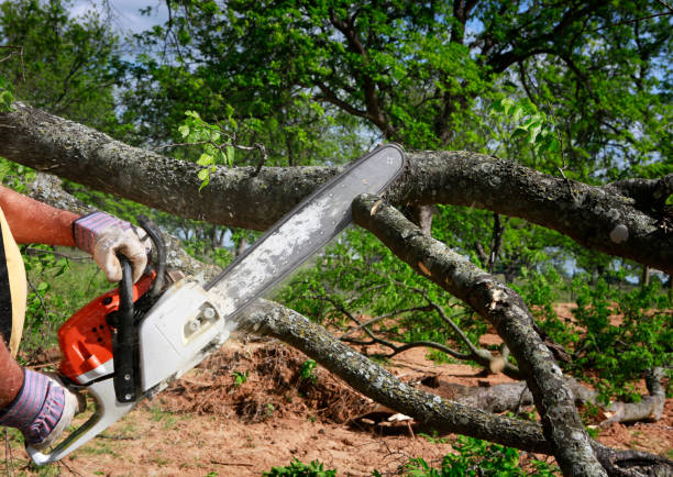 Best Lawn Grading and Leveling  in Clifton Knolls Mill Creek, NY